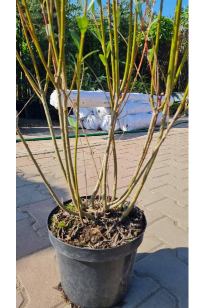 Ива пурпурная - 5л/вис.140-160 см/Ø 80-100 см